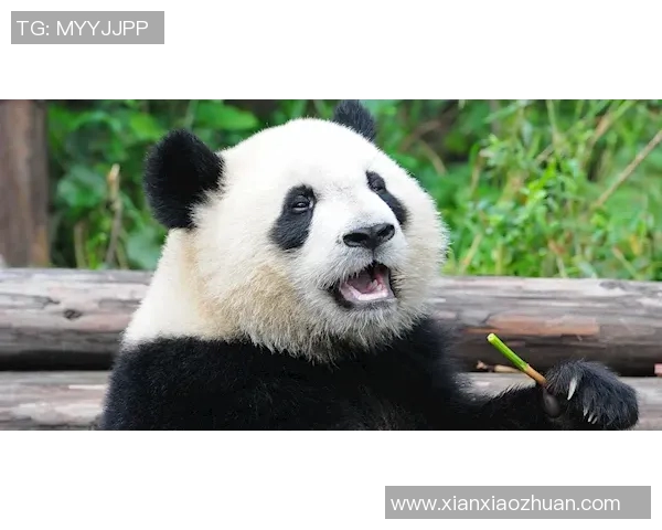 篮球明星是否也会在闲暇时观看大熊猫视频来放松心情呢